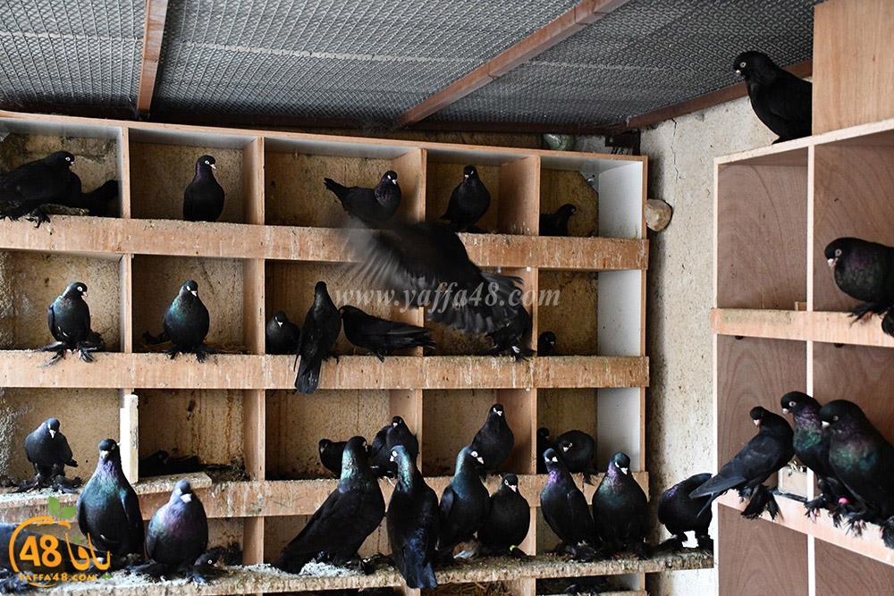 zohdi 3ashoor (103).jpeg